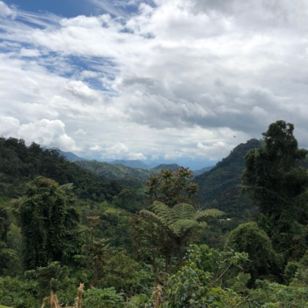 Peru Tapir Andino Yellow Honey Fairtrade 100% Organic