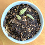 Black Chai