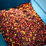 Coffee of the Month - Costa Rica Hermosa Dota