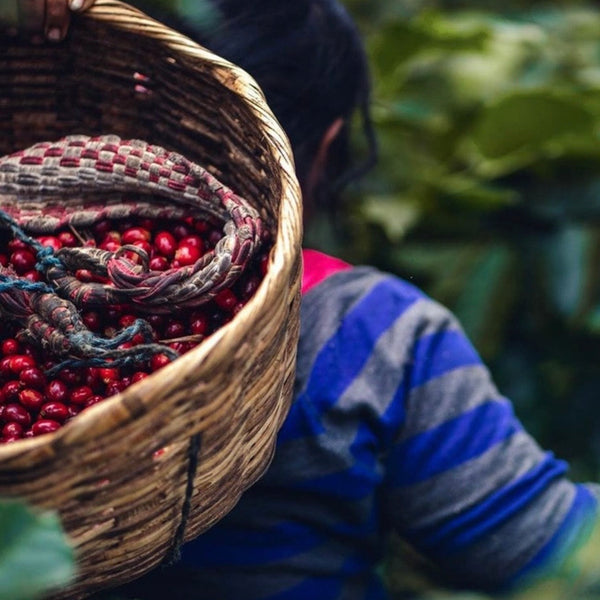 Coffee of the Month - El Salvador Finca Serbia Santa Ana