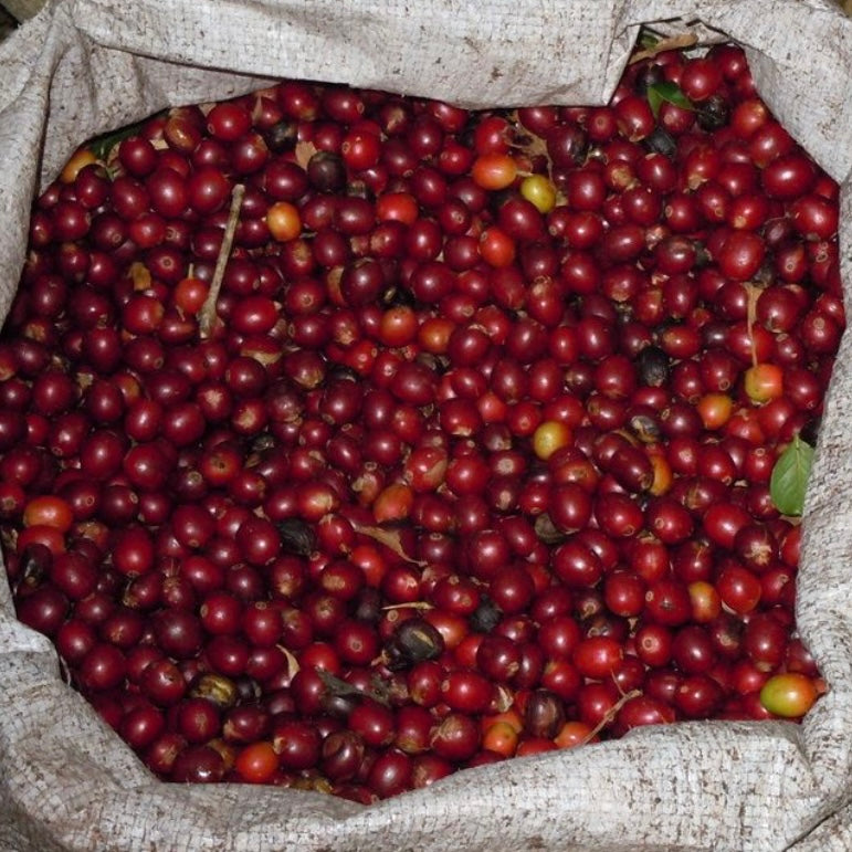 Mexico Terruno Chocolon Selecta