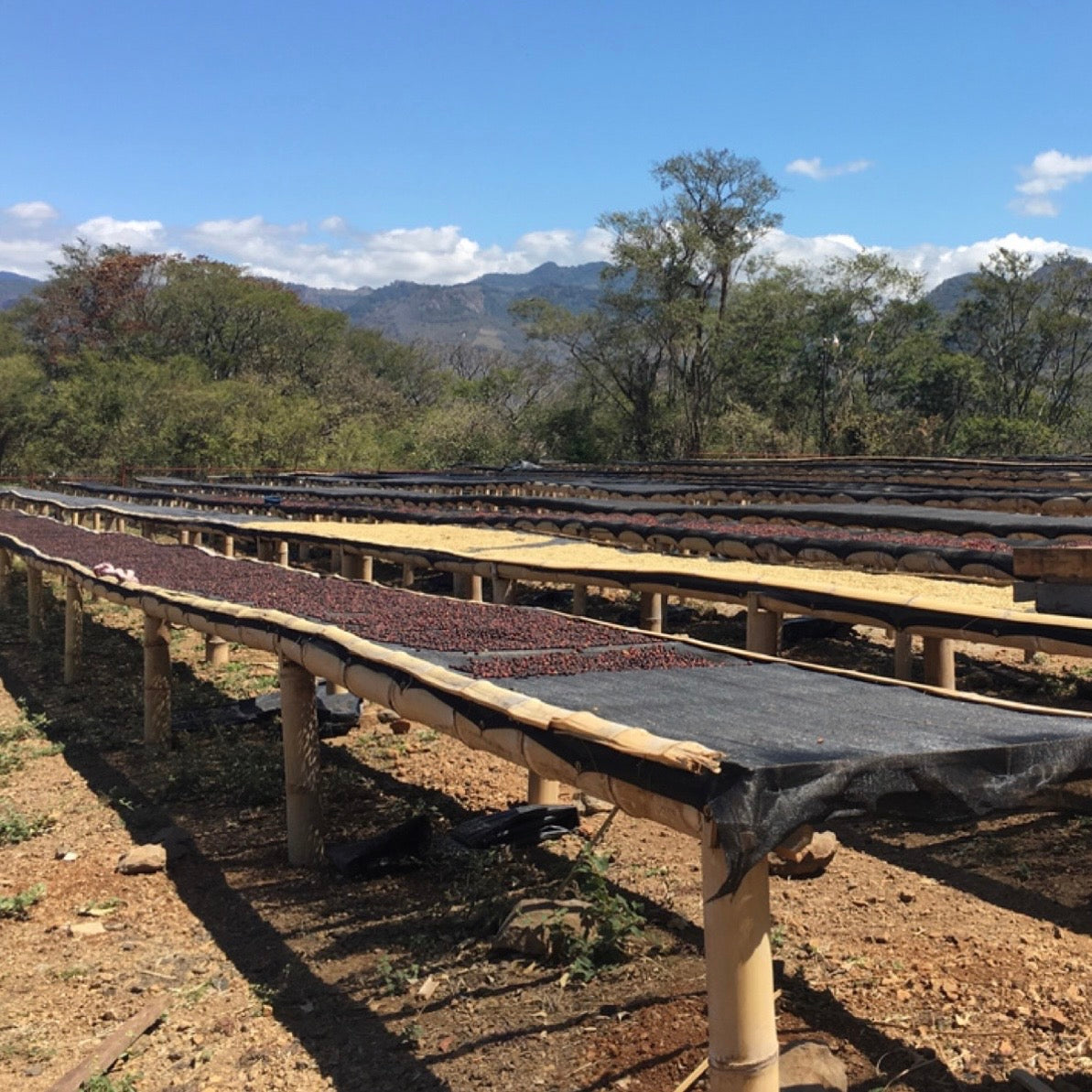 Photo of Coffee Of The Month Nicaragua Las Morenitas