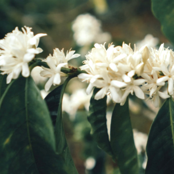 Coffee of the Month - Costa Rica Hermosa Dota