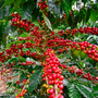 Nicaragua Pineapple Candy Rainforest Alliance