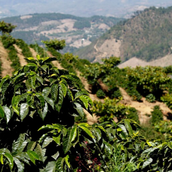 Guatemala Los Volcanes Todos Santos