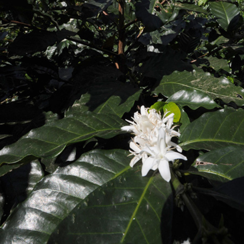 Mexico Finca Guadalupe Zaju