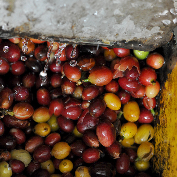 Mexico Finca Guadalupe Zaju