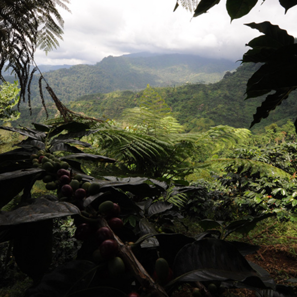 Mexico Finca Guadalupe Zaju