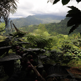 Mexico Finca Guadalupe Zaju