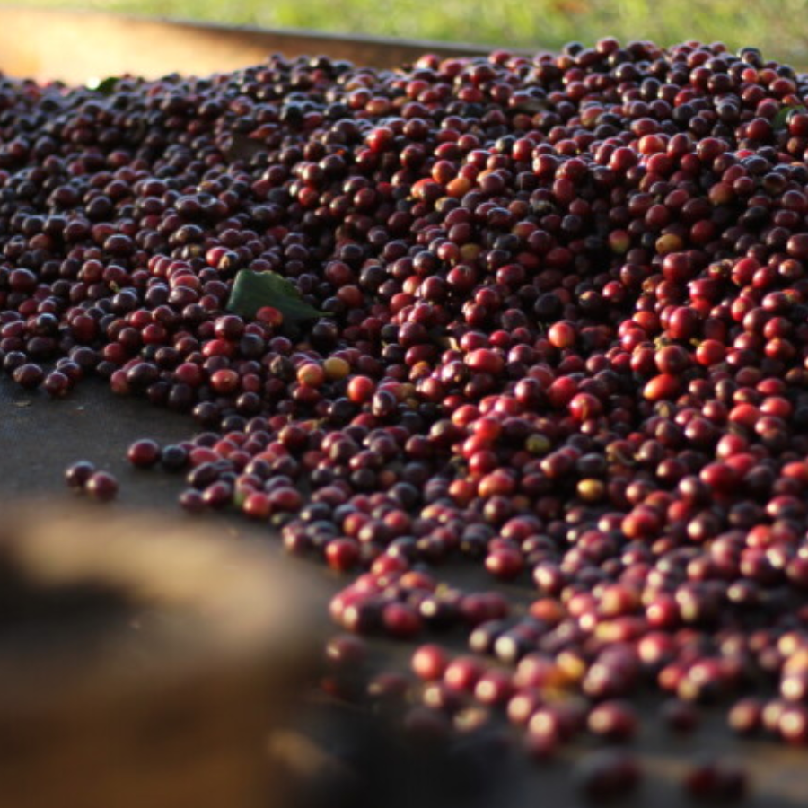 Coffee of the Month - Honduras Comsa School Project Fairtrade Organic