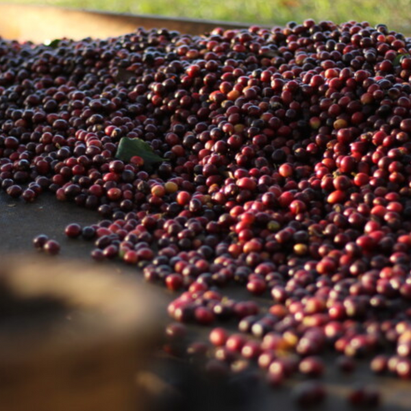 Coffee of the Month - Honduras Comsa School Project Fairtrade Organic
