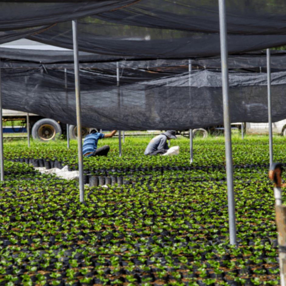 Coffee of the Month - Honduras Comsa School Project Fairtrade Organic