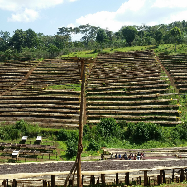 Ethiopia Guji Tero Farm Natural