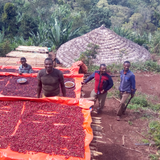 Ethiopia Guji Tero Farm Natural