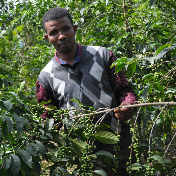 Ethiopia Guji Tero Farm Natural