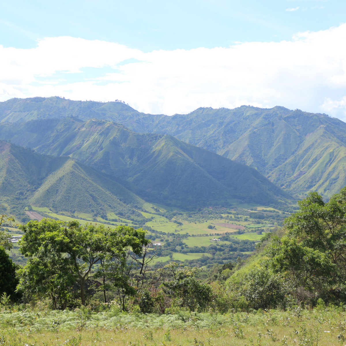 Coffee of the Month - Colombia La Plata Women's Project