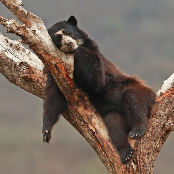 Peru Los Amigos Del Oso 100% Organic