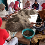 Sumatra Mandheling Menagold