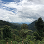 Peru Tapir Andino Yellow Honey Fairtrade 100% Organic