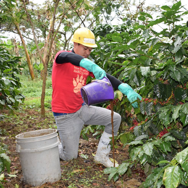 Coffee of the Month - Honduras Comsa School Project Fairtrade Organic
