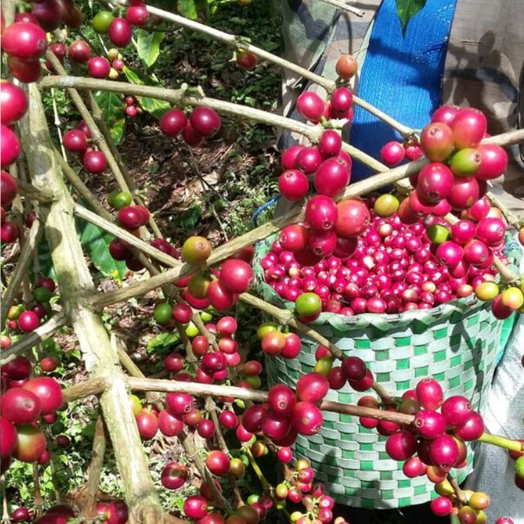 Photo of Honduras Comsa