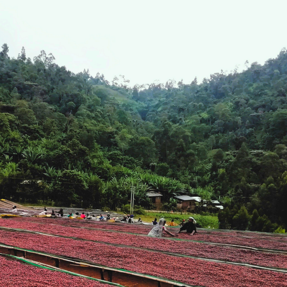 Photo of Ethiopia Yirgacheffe Dumerso