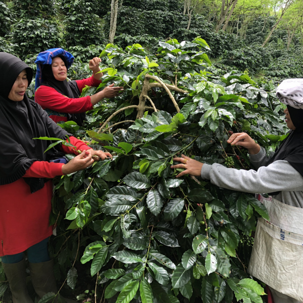 Sumatra Gayo Mountain Hutan Project 100% Organic