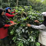 Sumatra Gayo Mountain Hutan Project 100% Organic