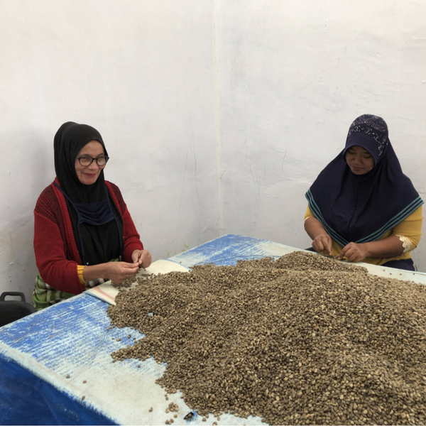 Sumatra Gayo Mountain Hutan Project 100% Organic