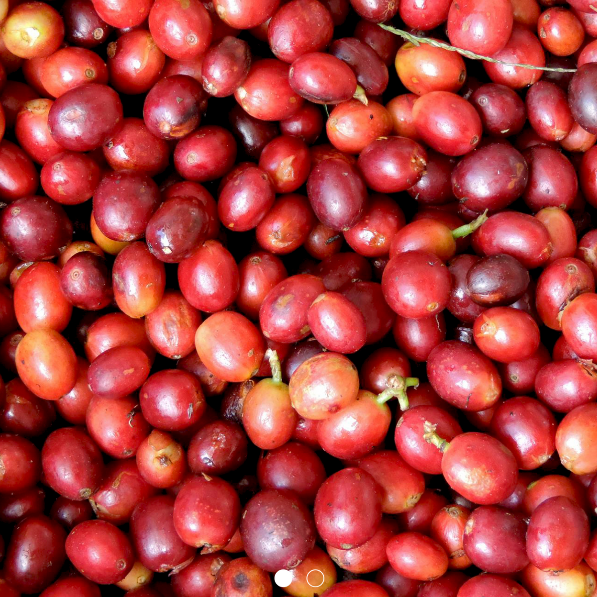 Costa Rica Aquiares Natural