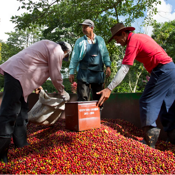 Costa Rica Aquiares Natural
