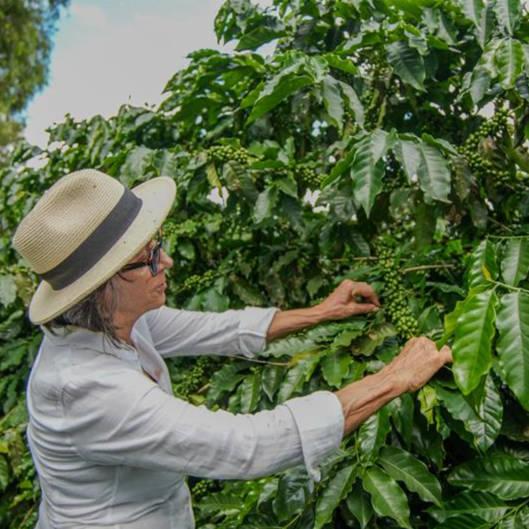 Brazil Fazenda Estrela Carvalho Yellow Bourbon Pulped Natural