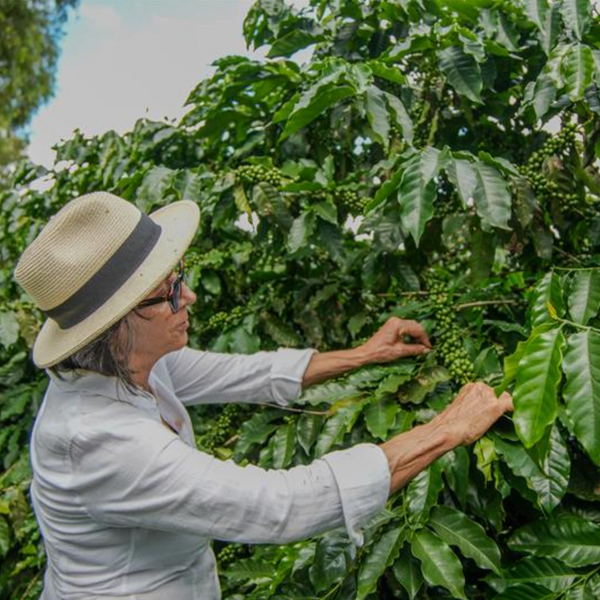 Brazil Fazenda Estrela Carvalho Yellow Bourbon Pulped Natural