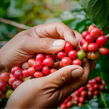 Peru Pichanaki SHB Fairtrade
