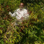 Ethiopia Sidamo Bona Nare Ware Natural Lalissa