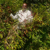 Ethiopia Sidamo Bona Nare Ware Natural Lalissa