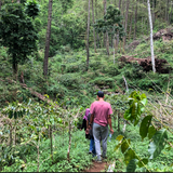 Three people hiking along a narrow dirt path through a dense, lush green forest with tall trees and undergrowth.